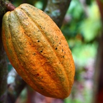 Kakao aus Peru