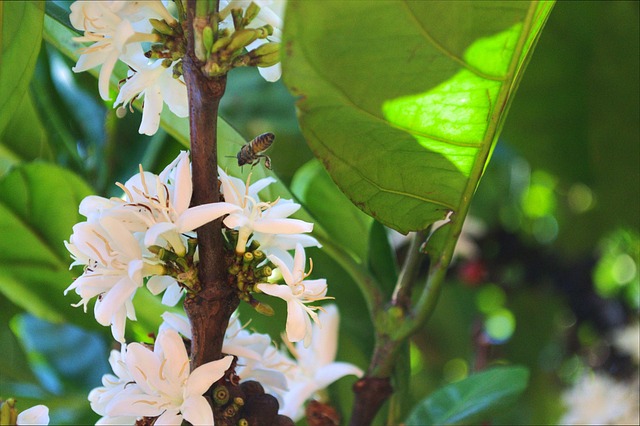 Geisha Kaffee Pflanze mit Blüte