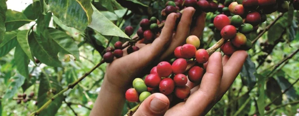 Kaffee Kaffeebohnen aus Peru für den Export