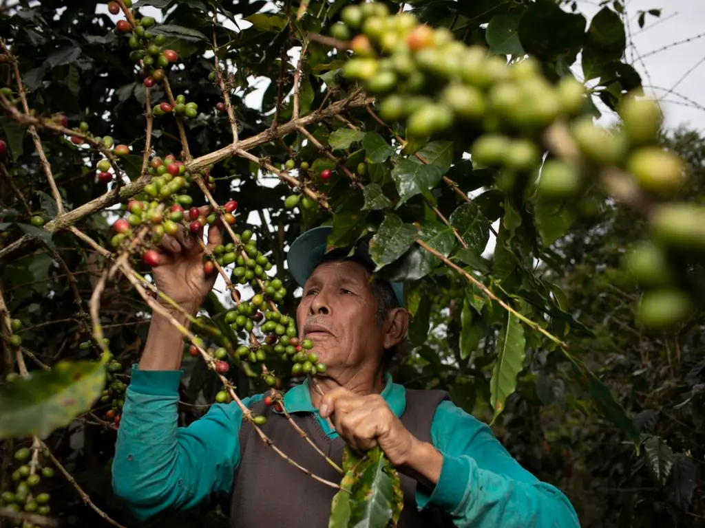 Kaffeeanbau in Peru